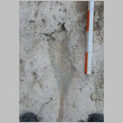 20-DSCN0378cr Baby.jpg